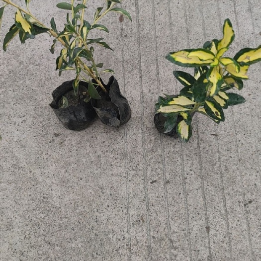 中江县金心黄杨
