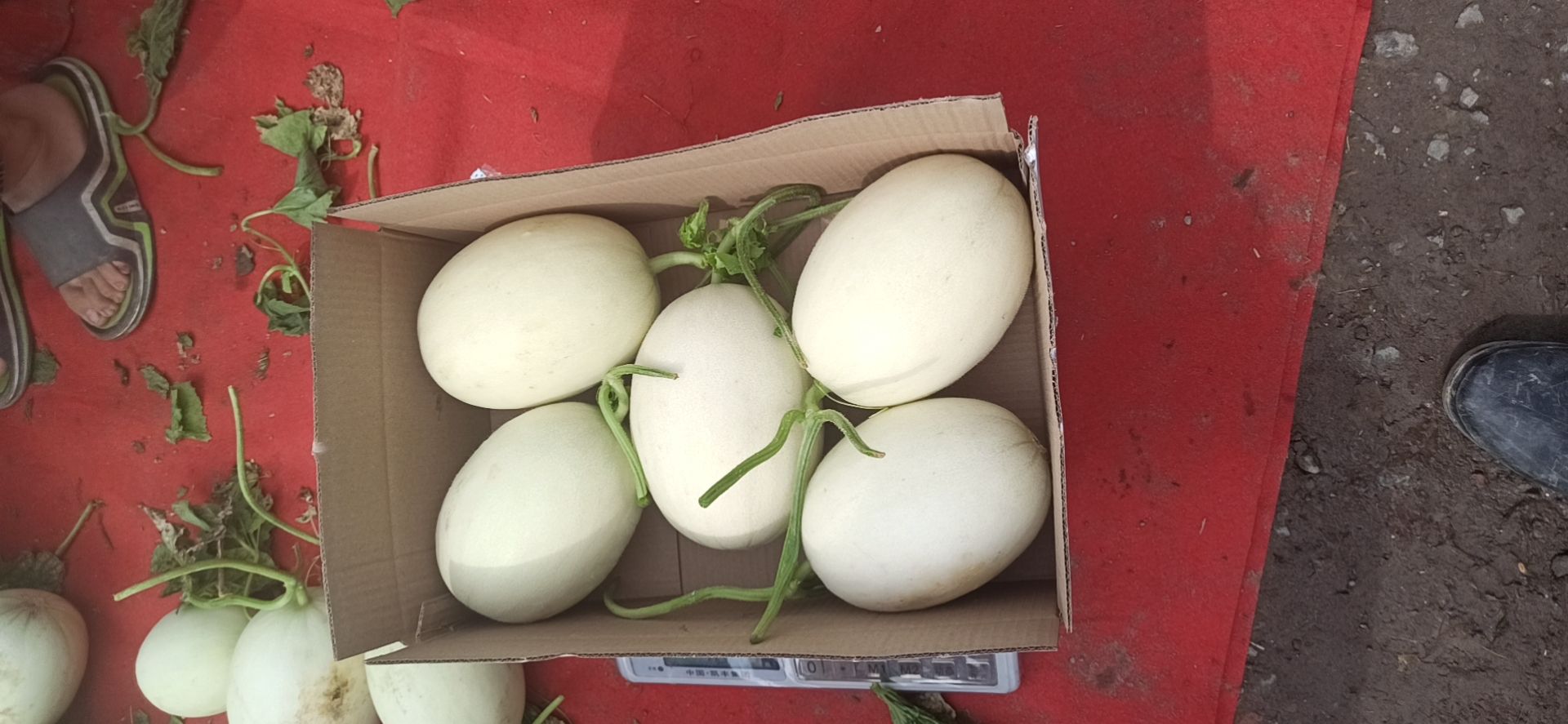 南汇玉菇甜瓜