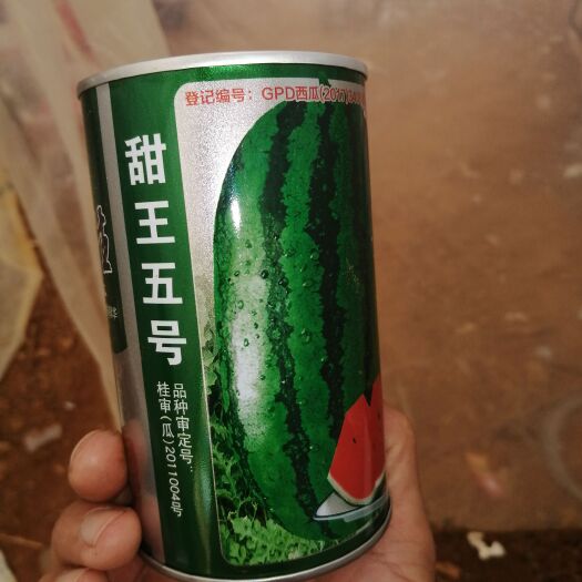 广西甜王大量上市