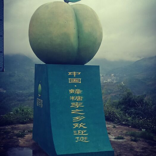 镇宁县原产地四月李基地