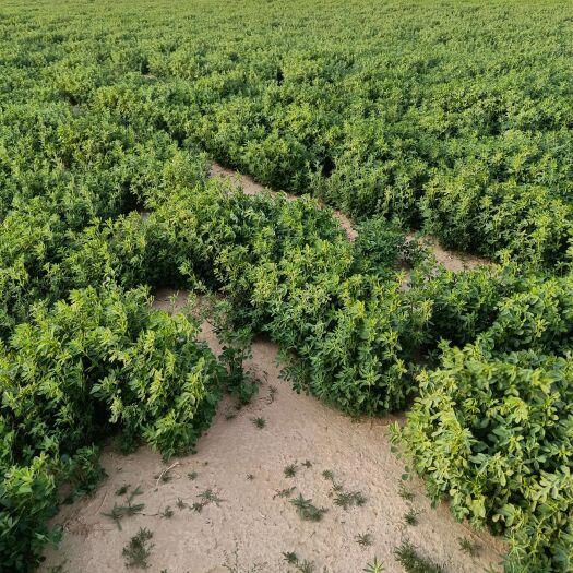 定边县2022头茬苜蓿草，预定中