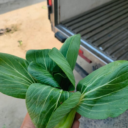 大量食品厂菜  加工厂