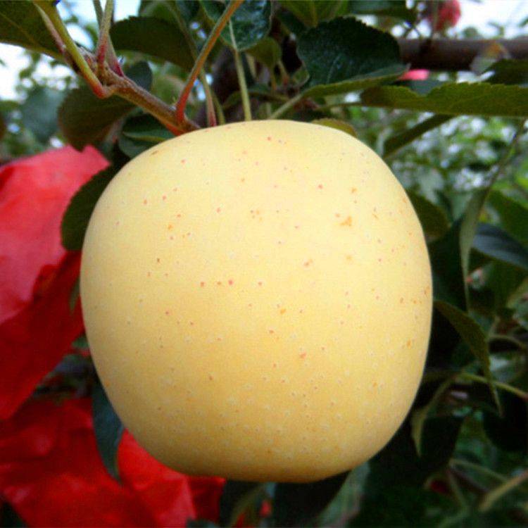 平邑县维纳斯黄金苹果苗  矮化维纳斯黄金苹果树苗M9T337砧木