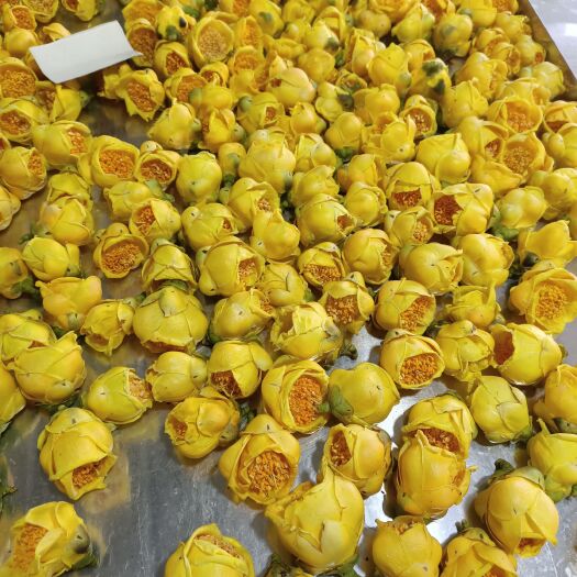 防城港金花茶