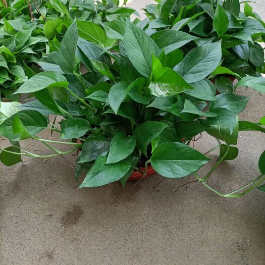 青州市绿萝属阴性植物，喜湿热的环境，忌阳光直射，喜阴。喜富含腐殖
