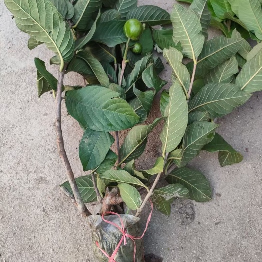 廉江市四季番石榴白心果树苗嫁接果苗发芽好结果快产量高