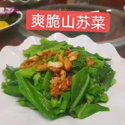 清远出售：山苏苗，量多价格优惠，欢迎咨询过来。