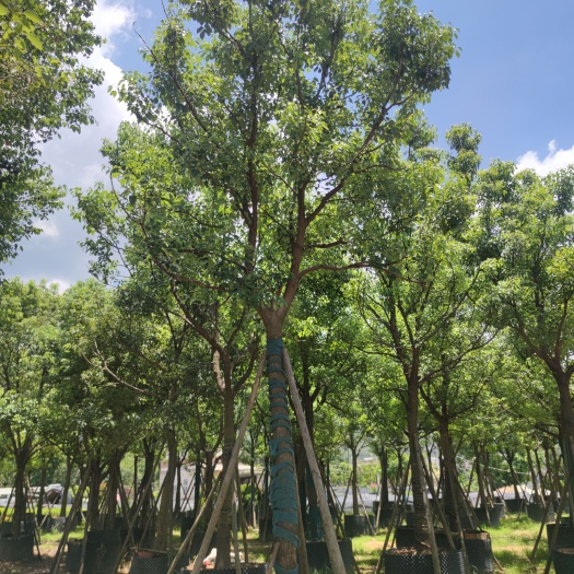 漳浦县全冠香樟