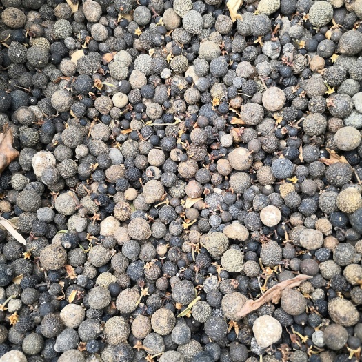 蒲江县枳实、落地果   干枳实  大小规格大量现货供应