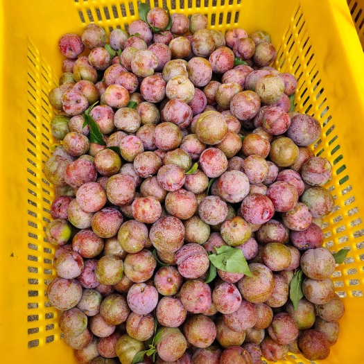 信宜市信宜钱排三华李