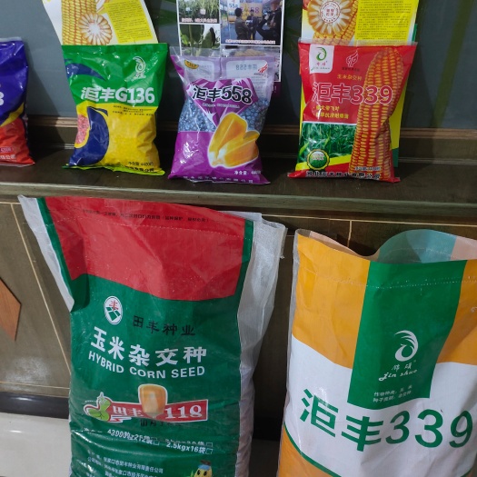 望都县玉米种子