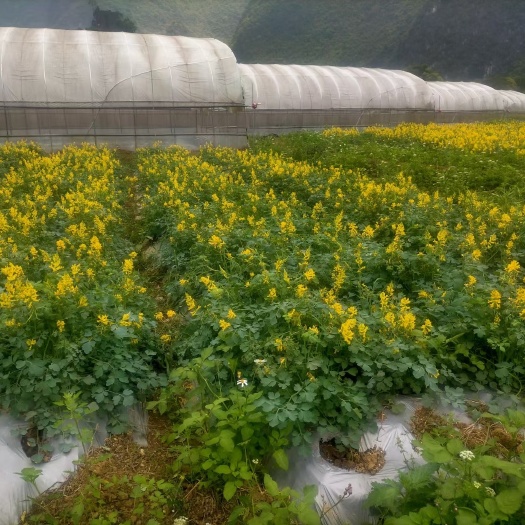 东兰县自己家的岩黄莲
