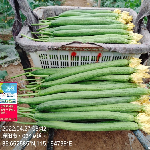 濮阳县鲜花丝瓜批发