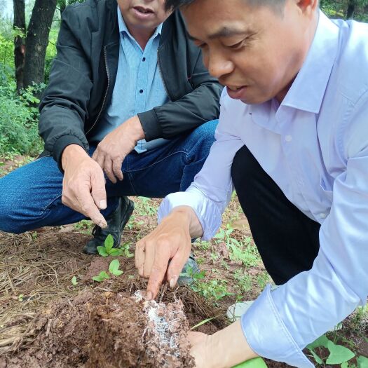 吉水县长裙竹荪 竹荪