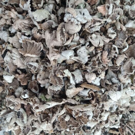 思茅云南普洱白参菌_大山里的白参菌