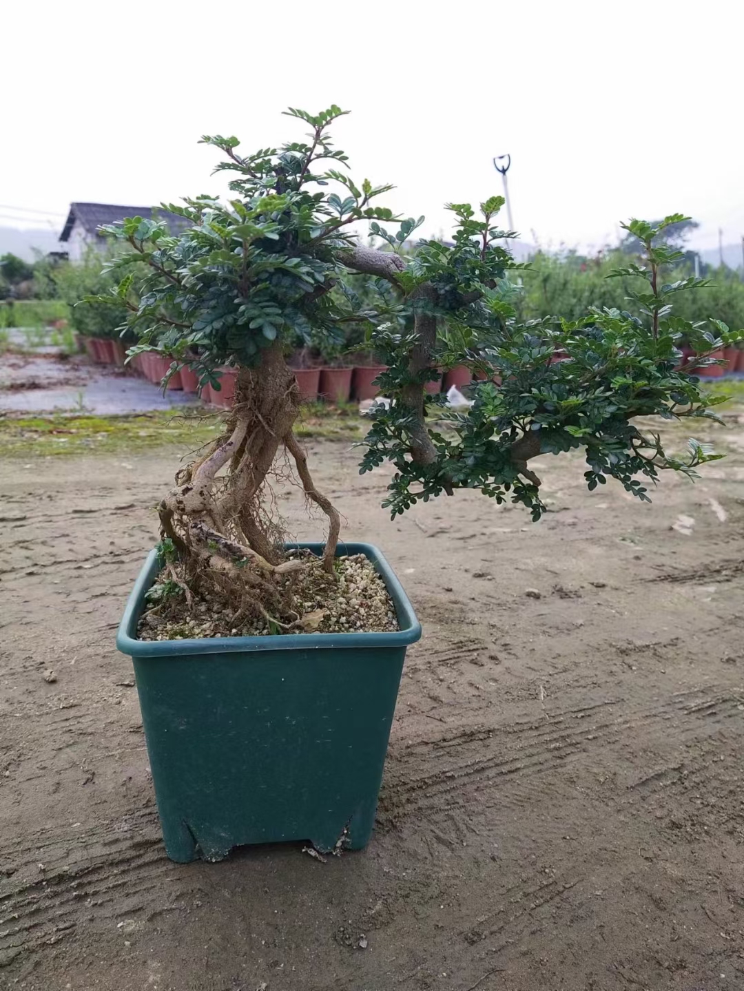 發(fā)財樹基地