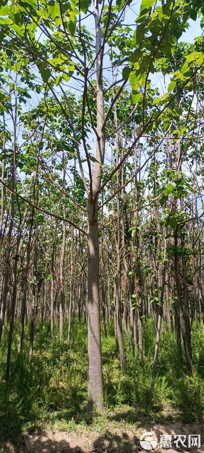 紫花泡桐树