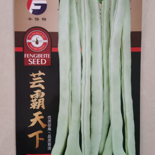 大白條蕓豆種子大連白豆角種子白籽白條