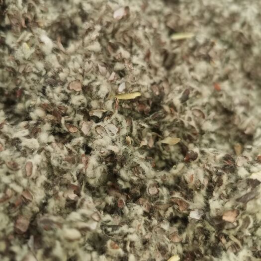 阿拉尔市棉籽大壳