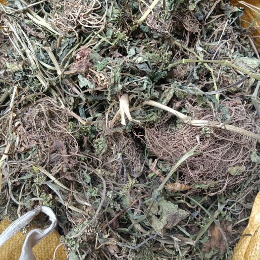 六盘水蜘蛛香