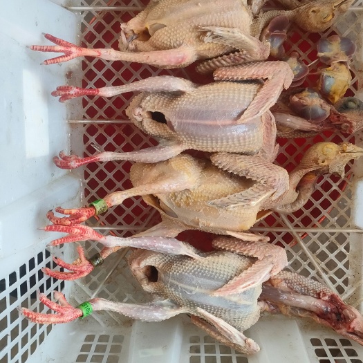 信鸽青年鸽现杀顺丰真空6只210包邮，10只320包邮