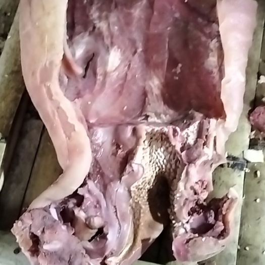 博爱县带牛嘴巴全头皮