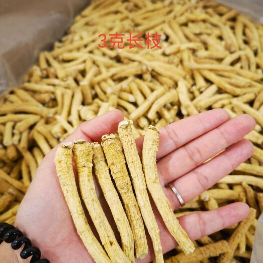 威海山东软枝西洋参，皂苷含量高，品质好