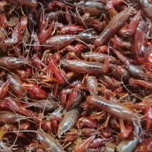 监利市源头厂家  一手货源  大青  中青  鲜活小龙虾