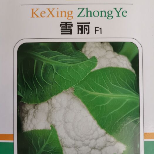 绵阳雪丽