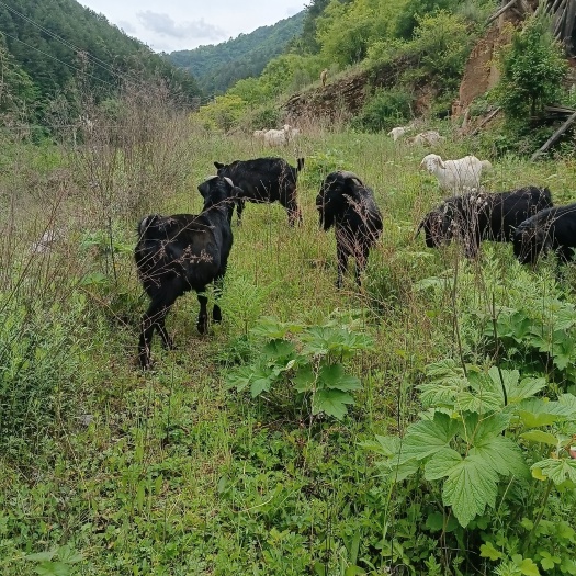 洛南县努比亚杂交黑山羊