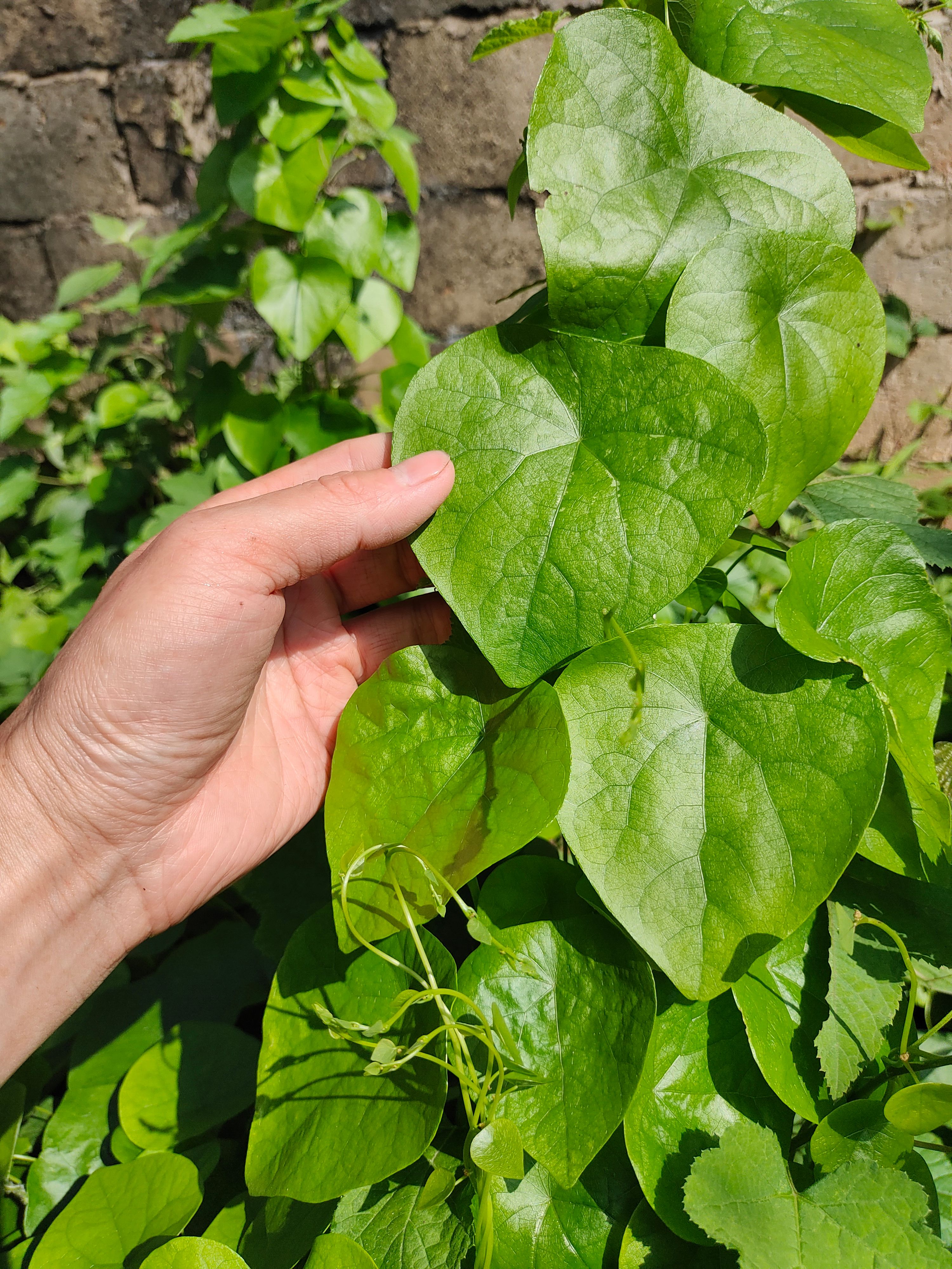 千金藤种苗室内盆栽观赏苗小青藤盆景