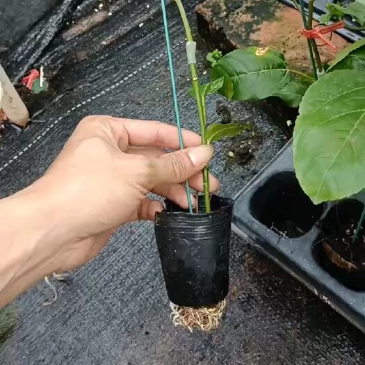 灵山县亲蜜9号百香果嫁接苗当年结果
 等等