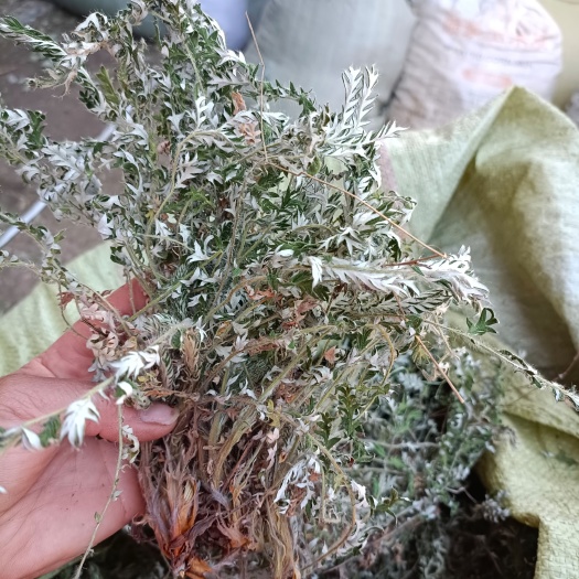 南召县翻白草产地直发个片都有