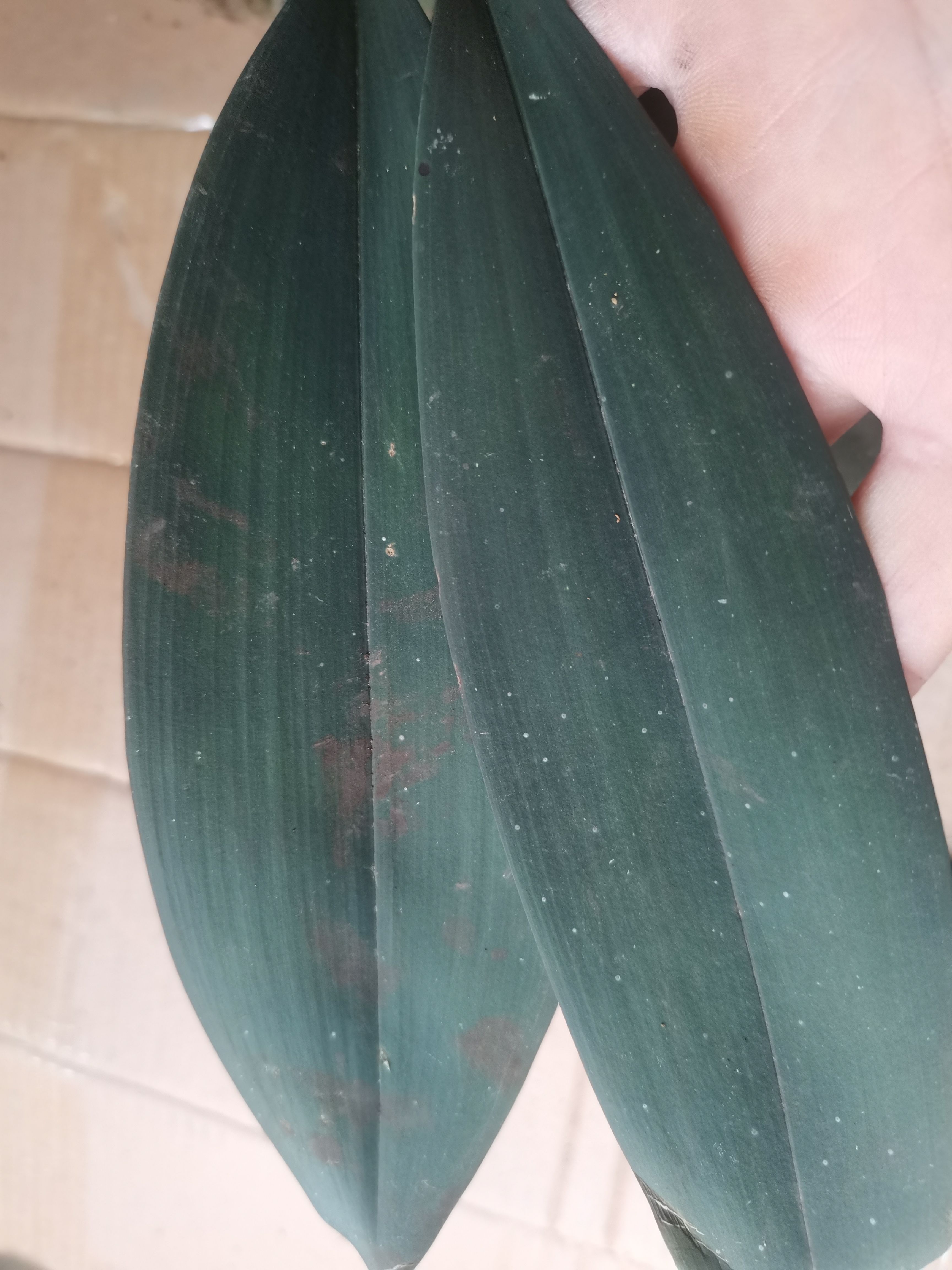 兔耳兰，磨砂兔，巨无霸，超级大做盆景太抢眼了三大苗都很壮实，