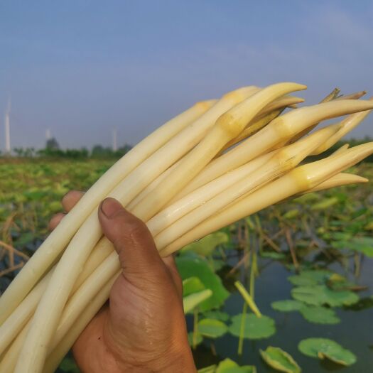 洪湖市湖北新鲜藕带3斤1斤一件代发质量有保证