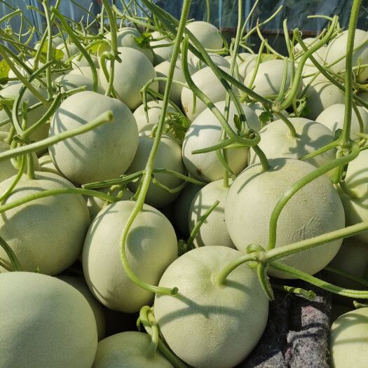滑县玉菇甜瓜