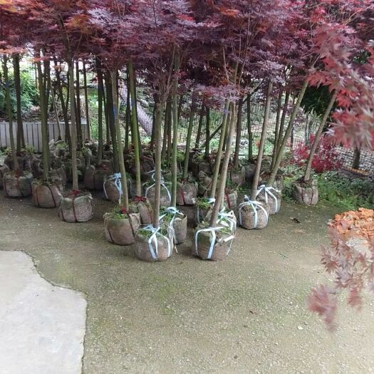 红枫袋苗大量有货，不同规格都有货