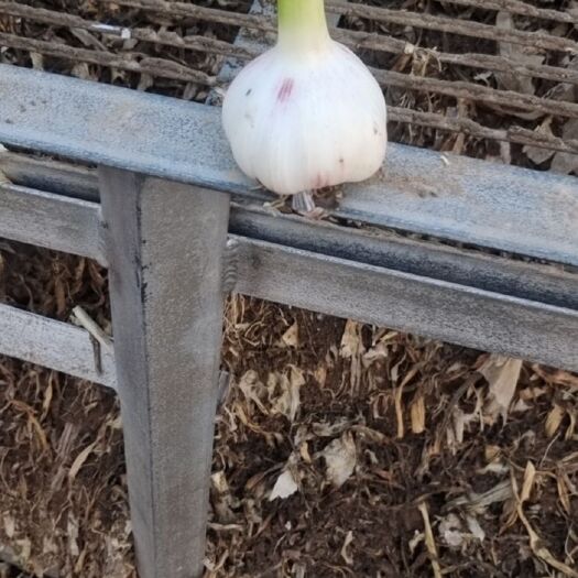 杞县新鲜优质大蒜个头均匀