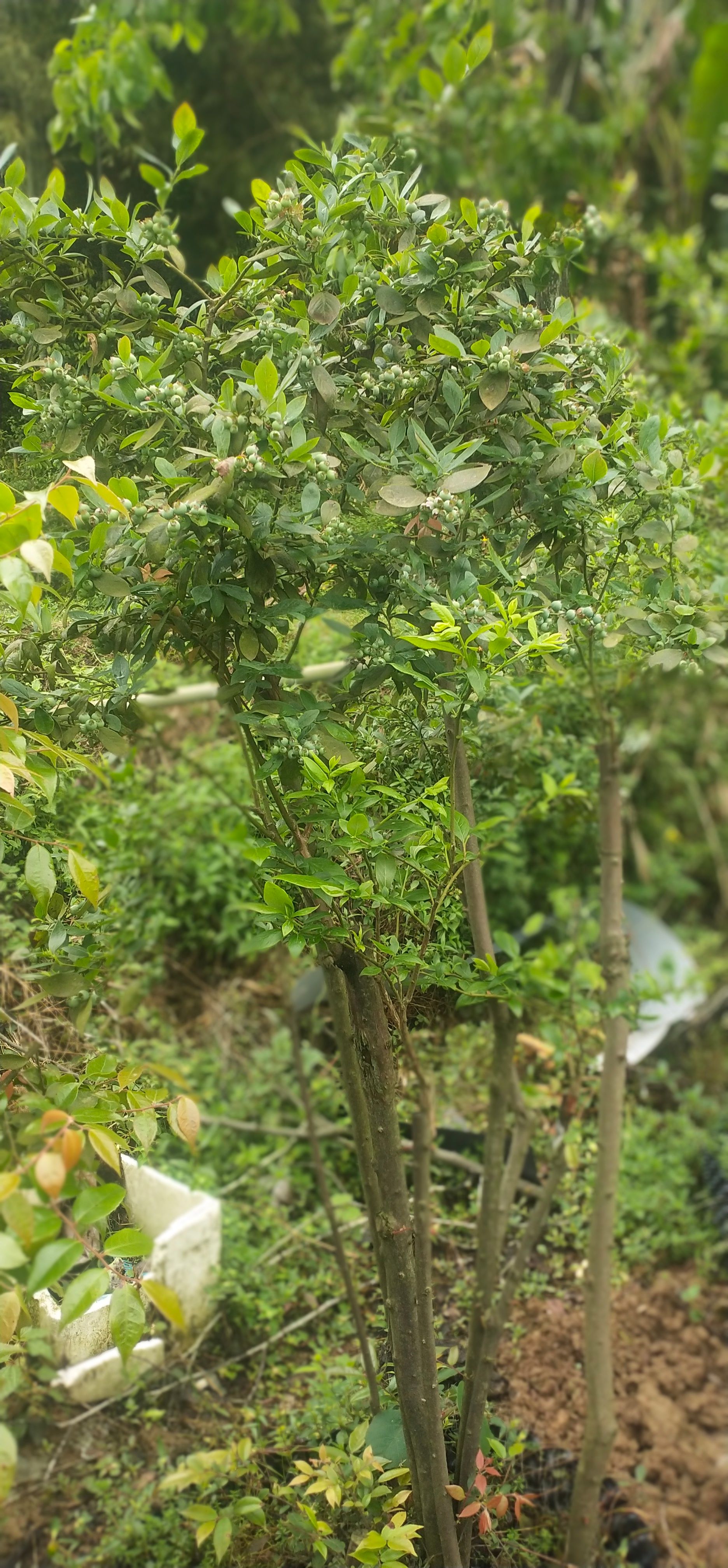 奥尼尔蓝莓