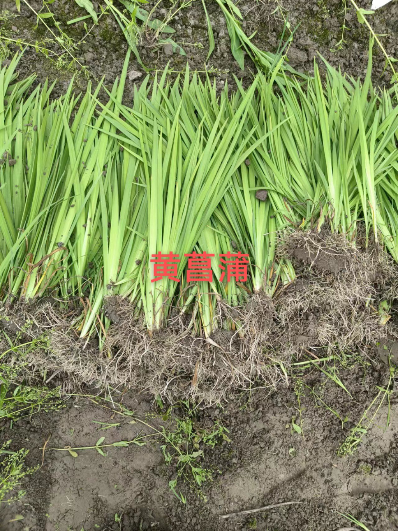 黄菖蒲