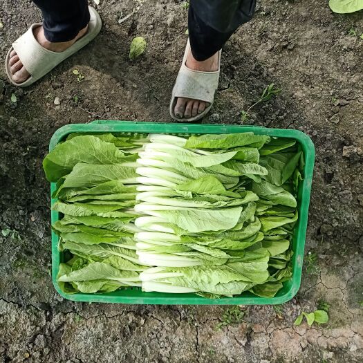 成都小白菜，飘儿白，芥菜