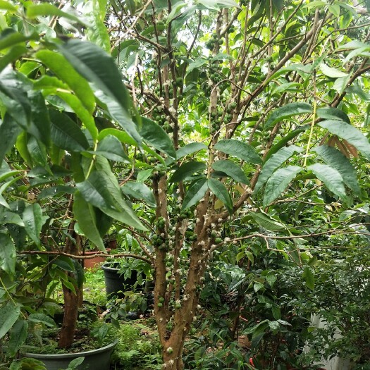 灵山县已经结满果实的艾斯卡嘉宝果