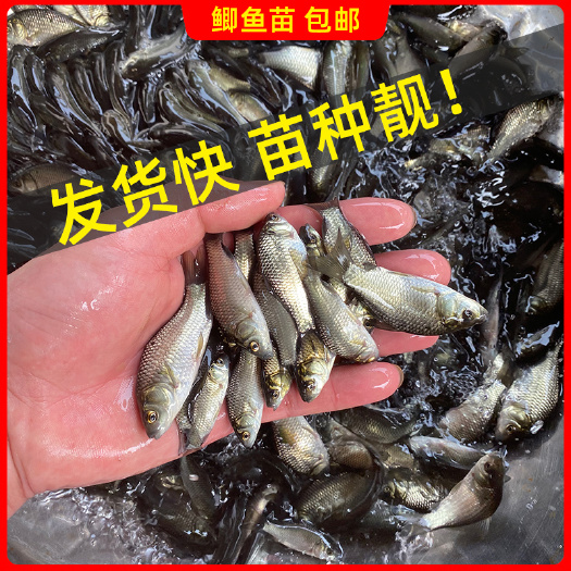博罗县【苗场供货】2022年中科白金靓种鲫鱼苗鲫鱼水花 丰产鲫鱼苗