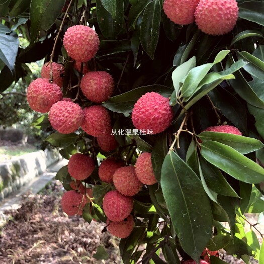 广州从化温泉荔枝桂味糯米糍增城挂绿妃子笑（广东省内包邮）