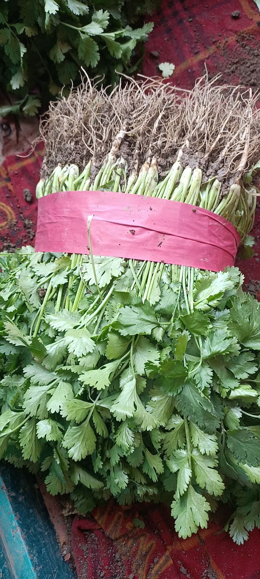 精品香菜，