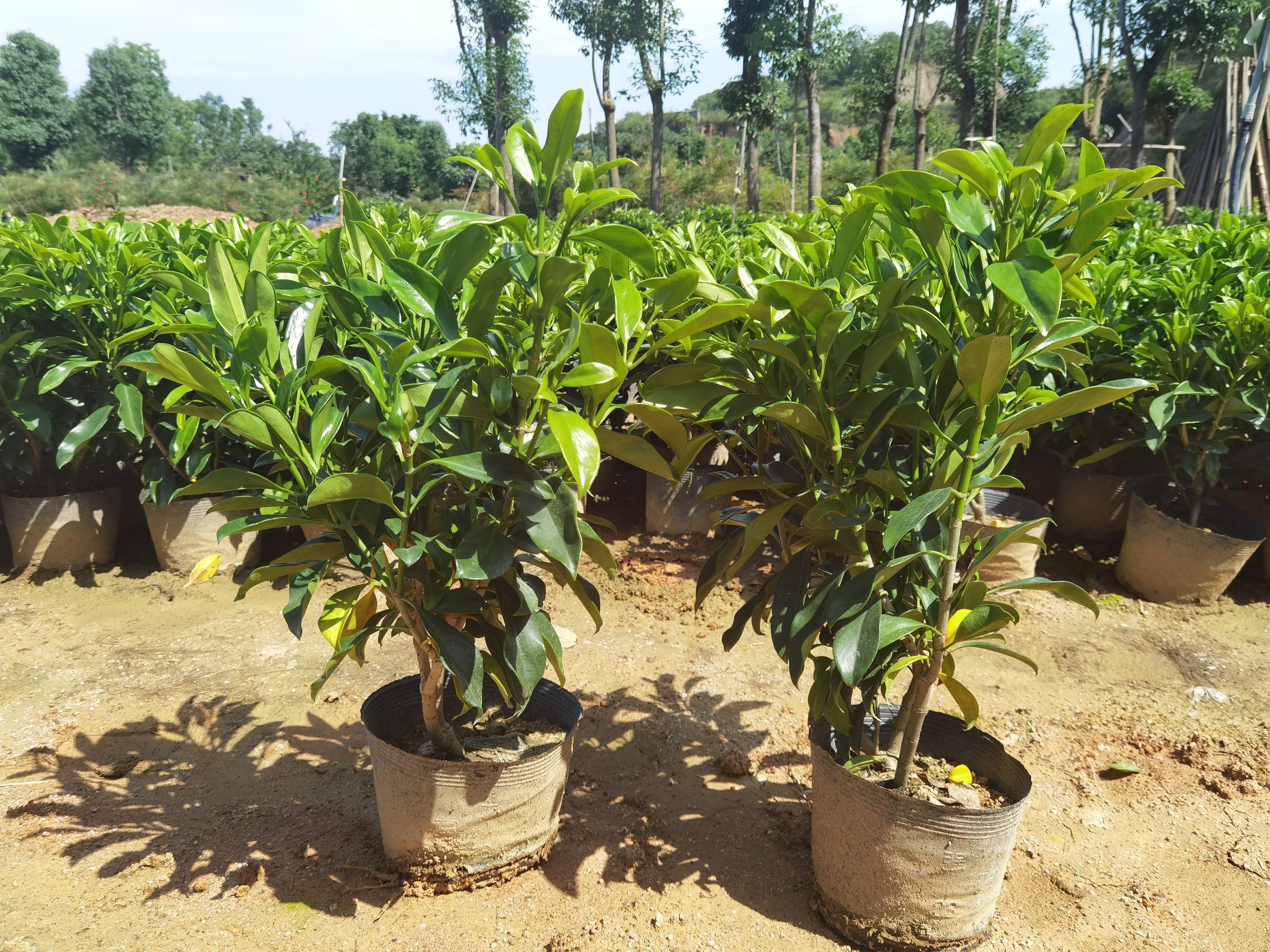非洲茉莉黑杯高度40-60冠幅好绿化地被苗木