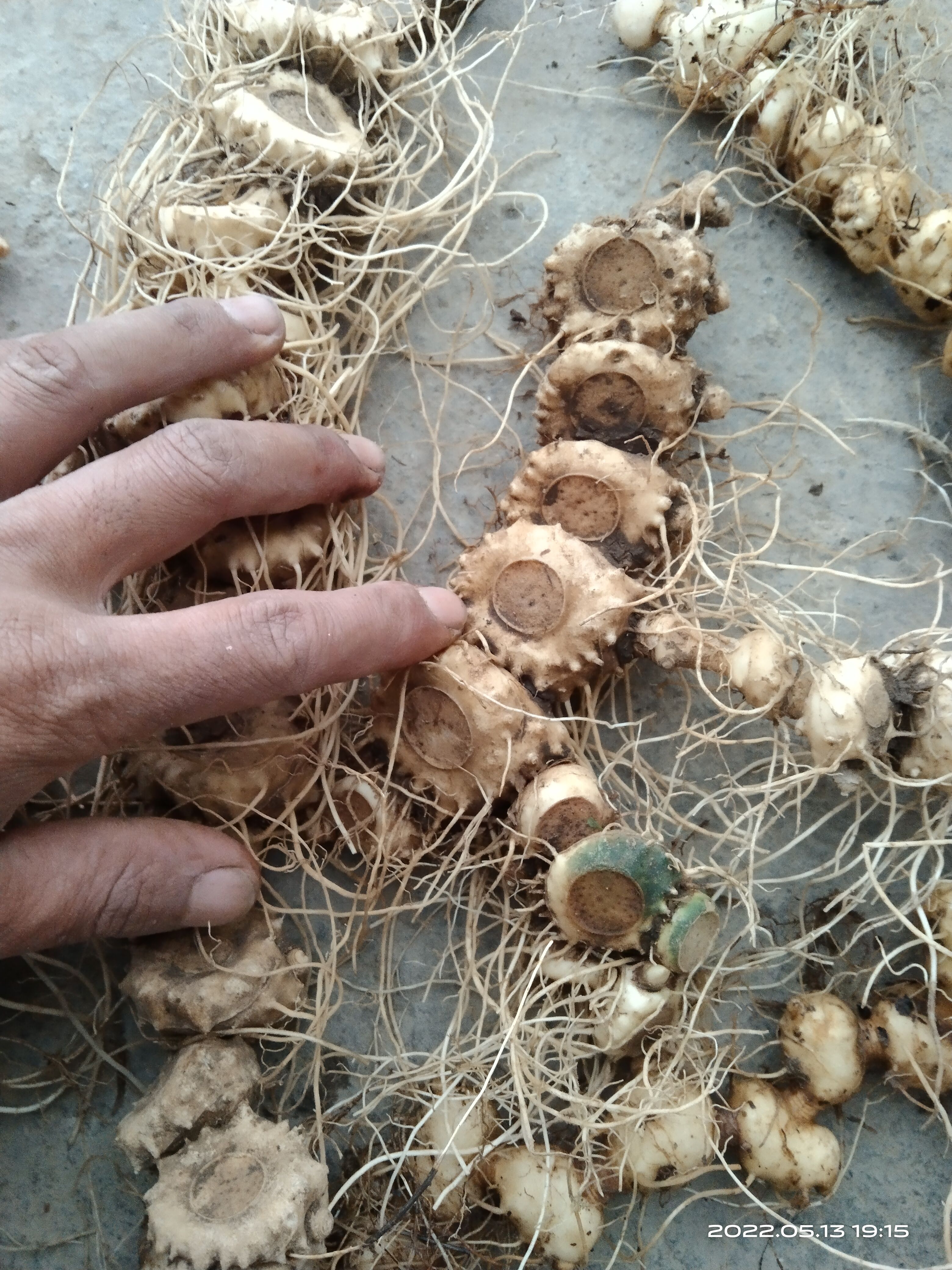 甜黄精，黄精，深山老林黄精，大凉山黄精