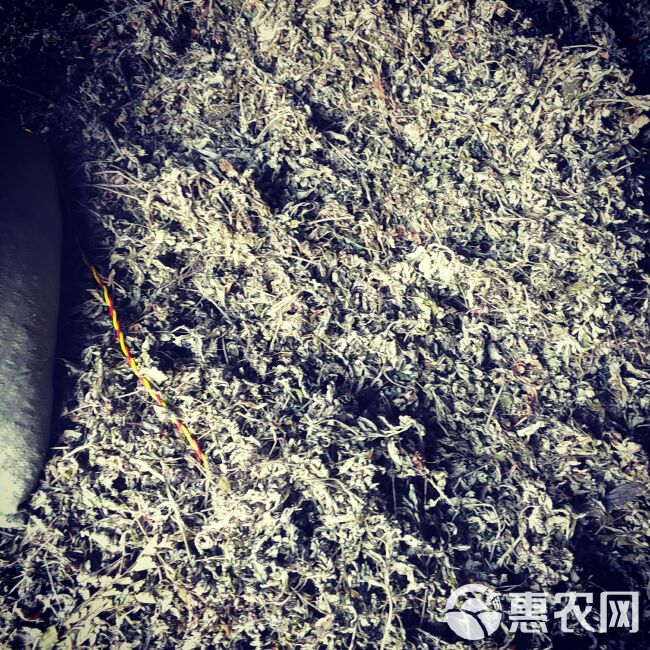 大别山上的天然艾叶人工采摘艾叶大自然凉