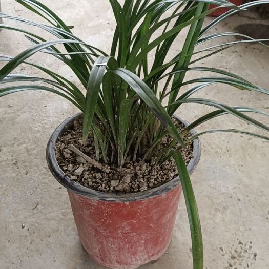 建兰四季兰，浓香型。有的有花苞了，需要的快联系可按你要求发货