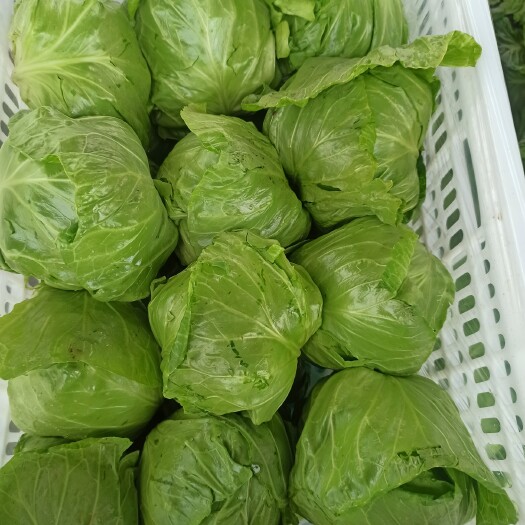 临漳县河北临漳精品甘蓝需要联系